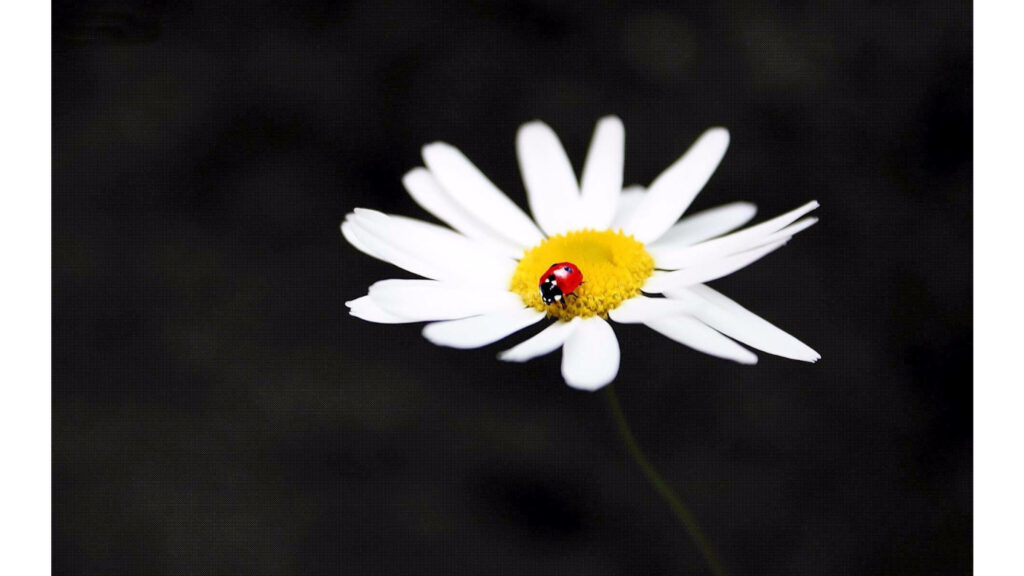 Elegant Dark Daisy Wallpaper with Red Ladybug Accent