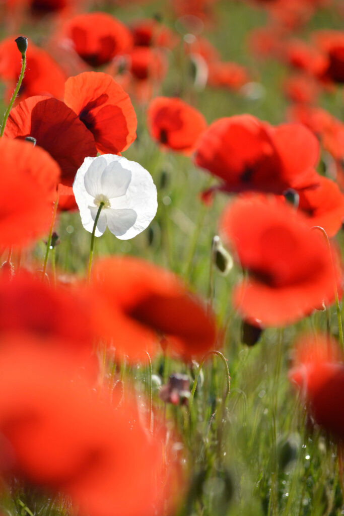 Serene Wallpaper: White Flower Amidst Vibrant Red Field Background