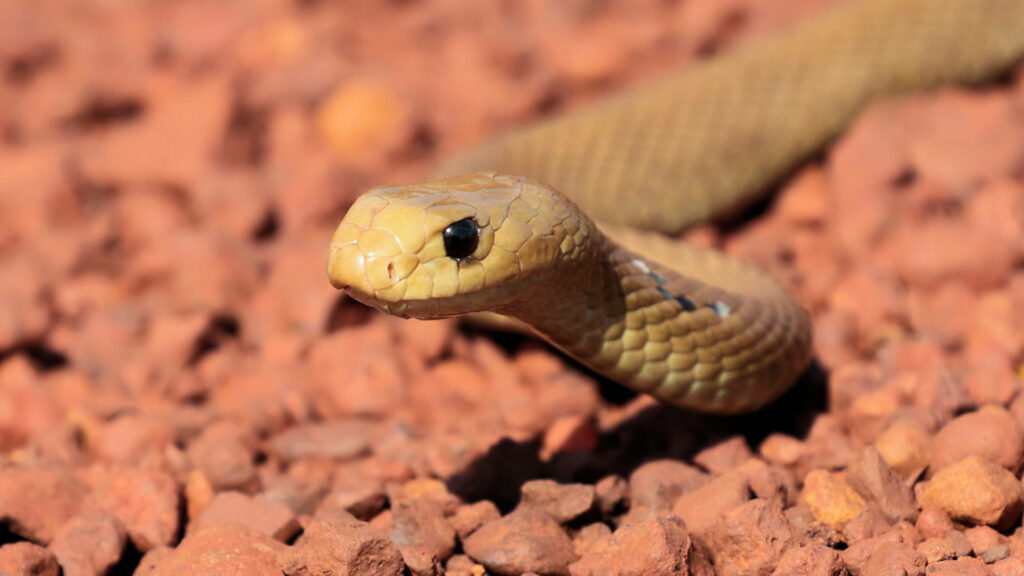Close-Up of Death-Dealing Taipan Snake on Reddish-Brown Rocks Background Wallpaper
