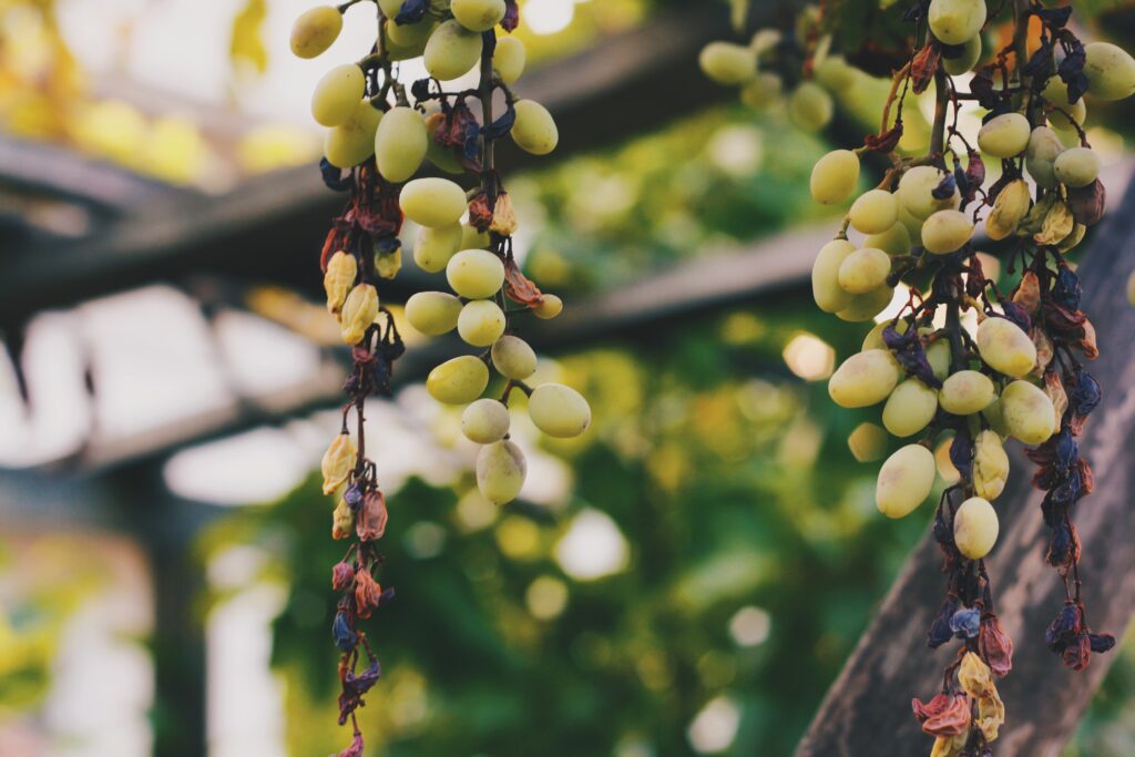 Beautiful Green Grapes Wallpaper with Dried Berries and Lush Greenery