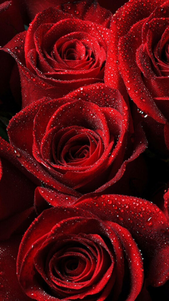 Vibrant Red Roses Wallpaper with Water Droplets - Romantic Background