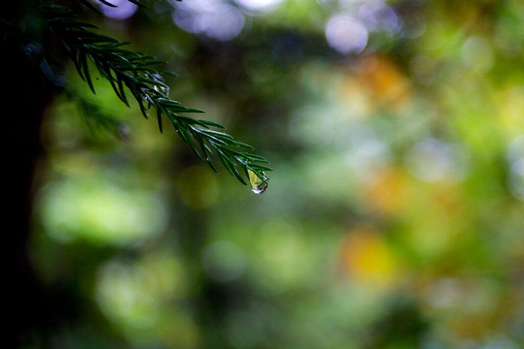Macro Water Droplet on Needle-Like Branch | Colorful Wallpaper