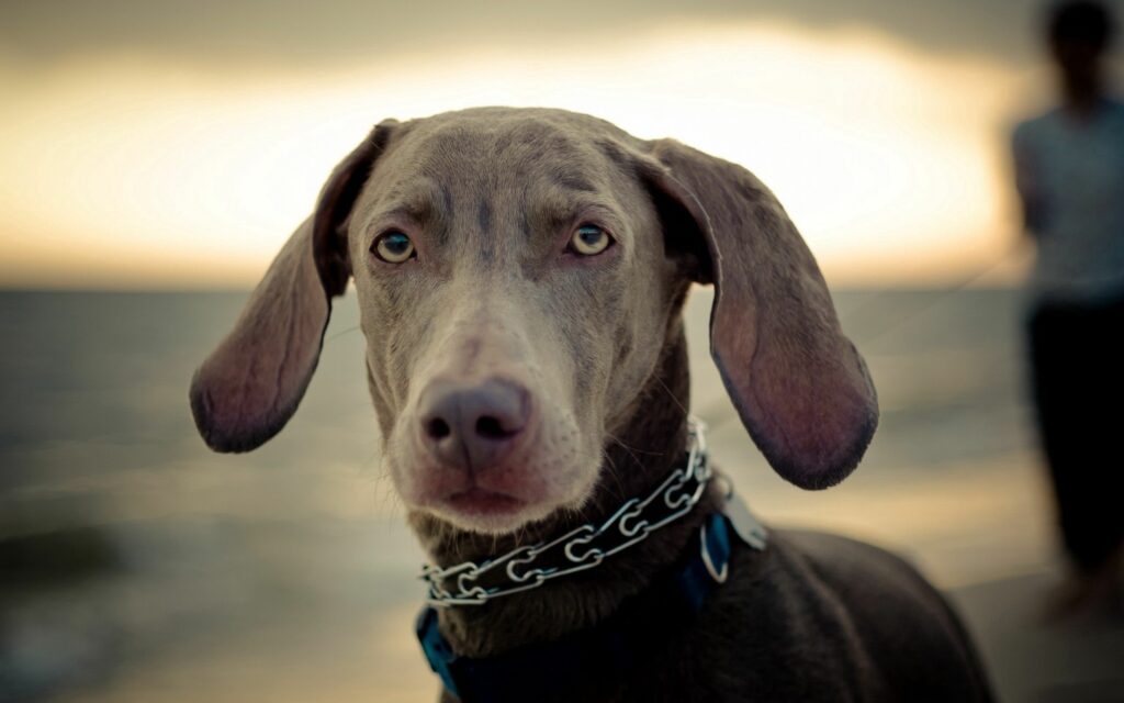Weimaraner Dog at Sunset: Calming Beach Scene Wallpaper