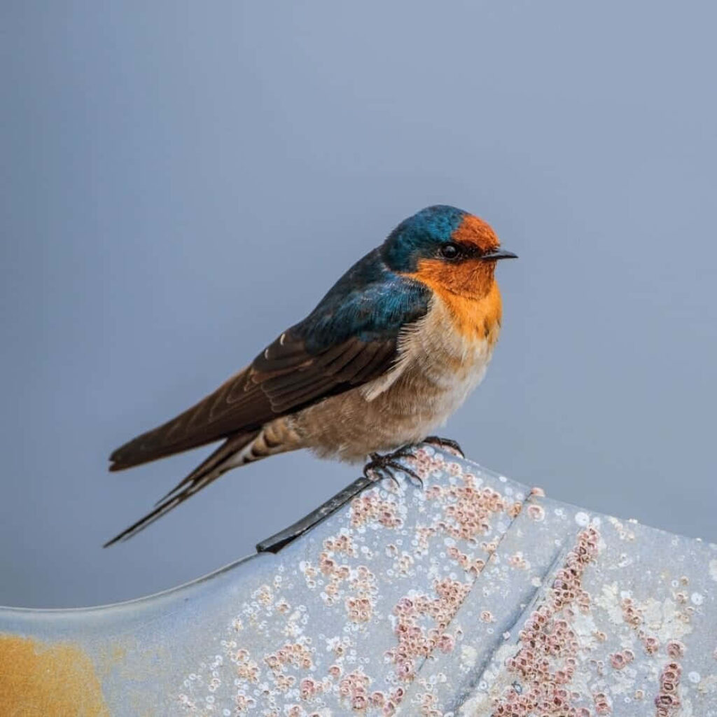 Welcome Swallow: Stunning Blue and Rust Plumage on Textured Surface Wallpaper