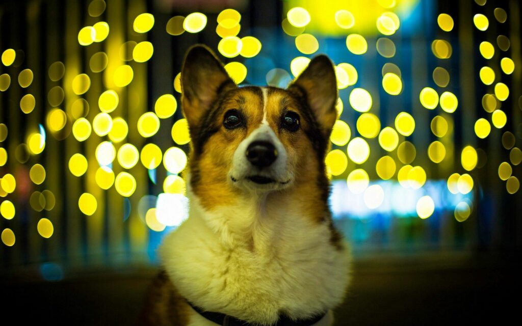 Enchanting Welsh Corgi Wallpaper with Stunning Bokeh Background