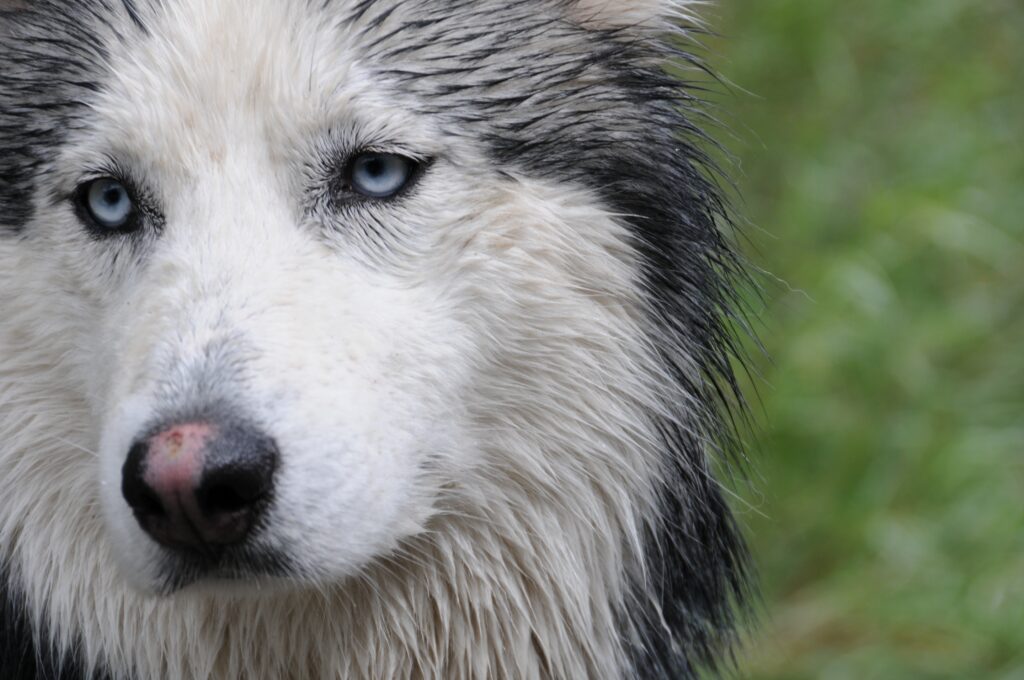 Stunning Wet Husky Close-Up: Blue Eyes & Lush Green Background Wallpaper
