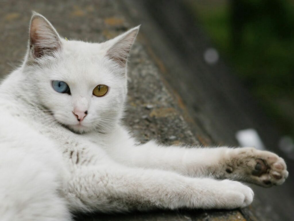 Beautiful Heterochromia White Cat Wallpaper - 1600x1200 Serenity