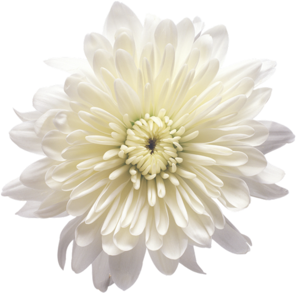 Stunning White Chrysanthemum Wallpaper - Delicate Floral Background