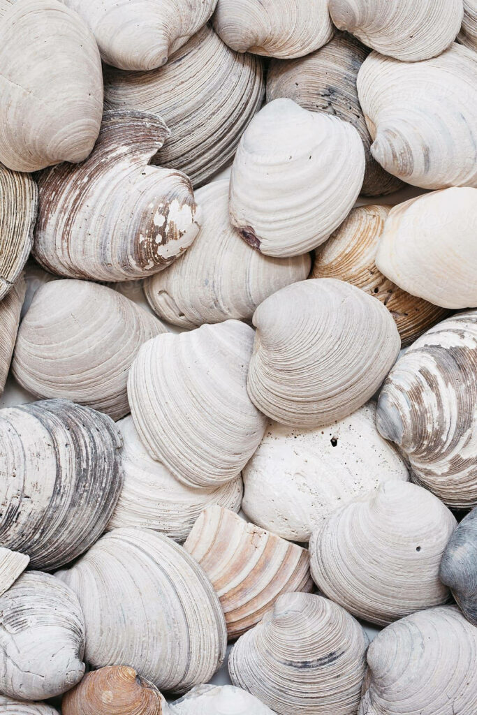 Coastal-Inspired Wallpaper: Close-Up of Fresh White Clams