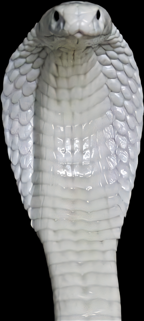 Elegant White Cobra Wallpaper - Striking Snake with Dramatic Details