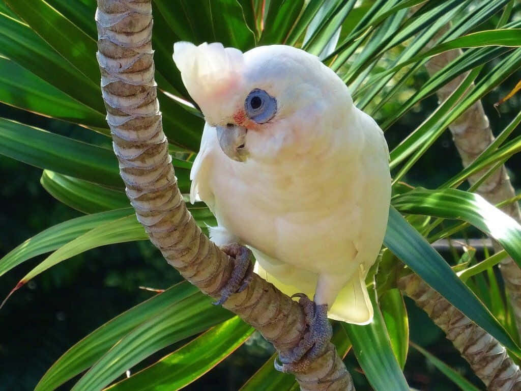 Stunning White Cockatoo on Tropical Palm Wallpaper Background