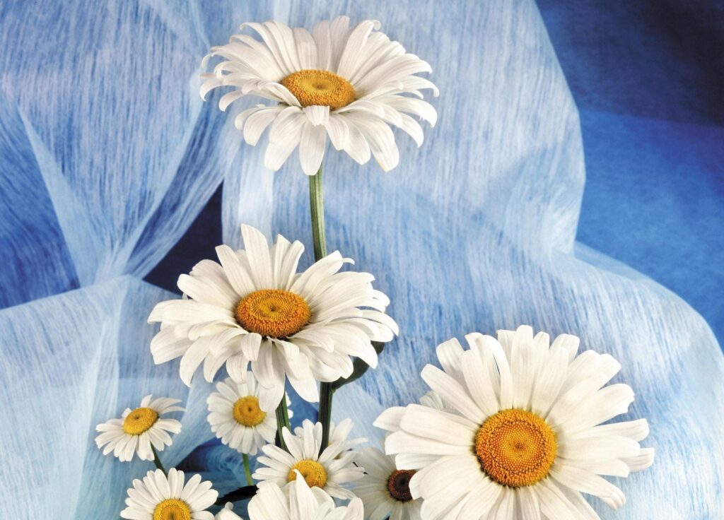 Elegant White Daisy Bouquet on Soft Blue Background Wallpaper