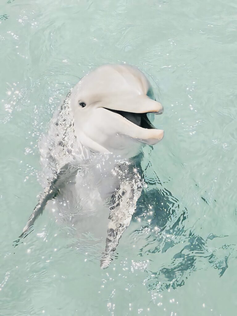 White Dolphin Playfully Surfaces in Turquoise Waters - Stunning Wallpaper