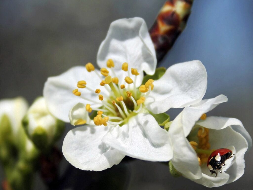Close-Up White Flower with Ladybug - Vibrant Wallpaper Background
