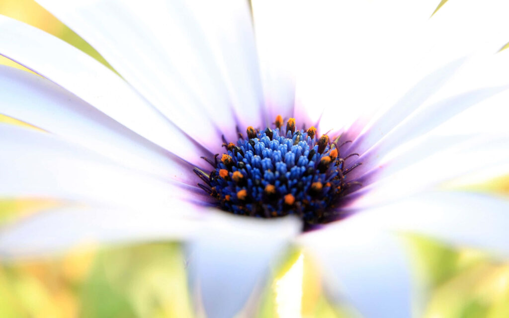 Stunning White Flower Macro: Blue & Purple Center Wallpaper Background