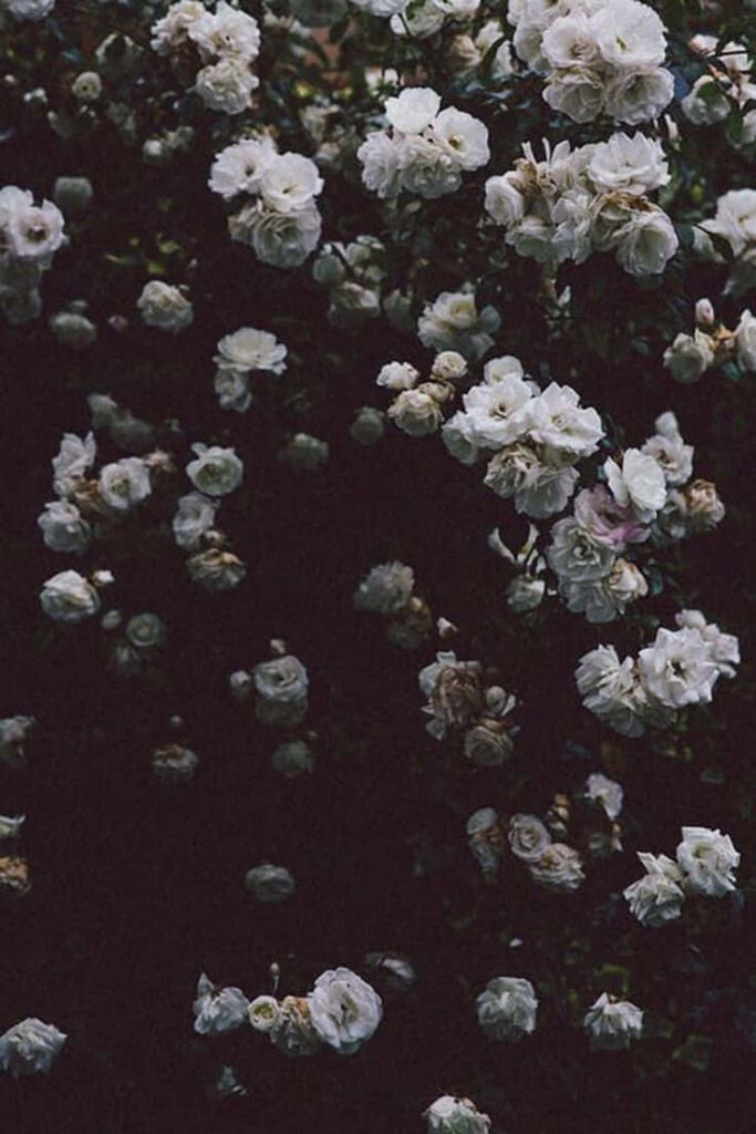 Lush White Flowers Blooming on Dark Background - Striking Wallpaper
