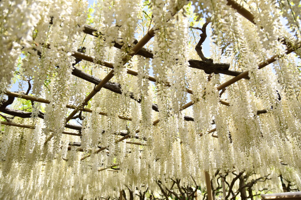 Cascading White Flowers Trellis Wallpaper - Serene Background