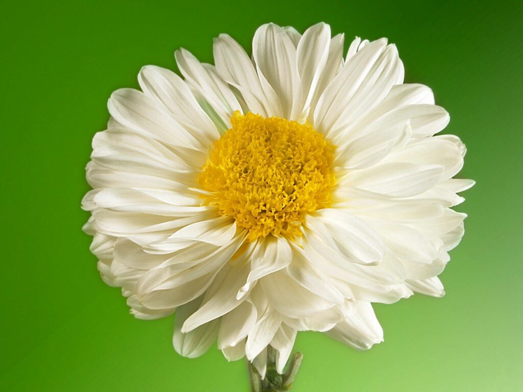 Elegant White Flower Wallpaper with Vibrant Yellow and Green Background