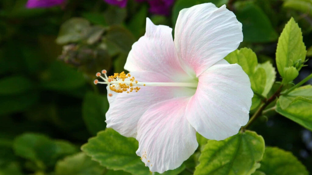 Delicate White Hibiscus Flower Wallpaper on Lush Green Background