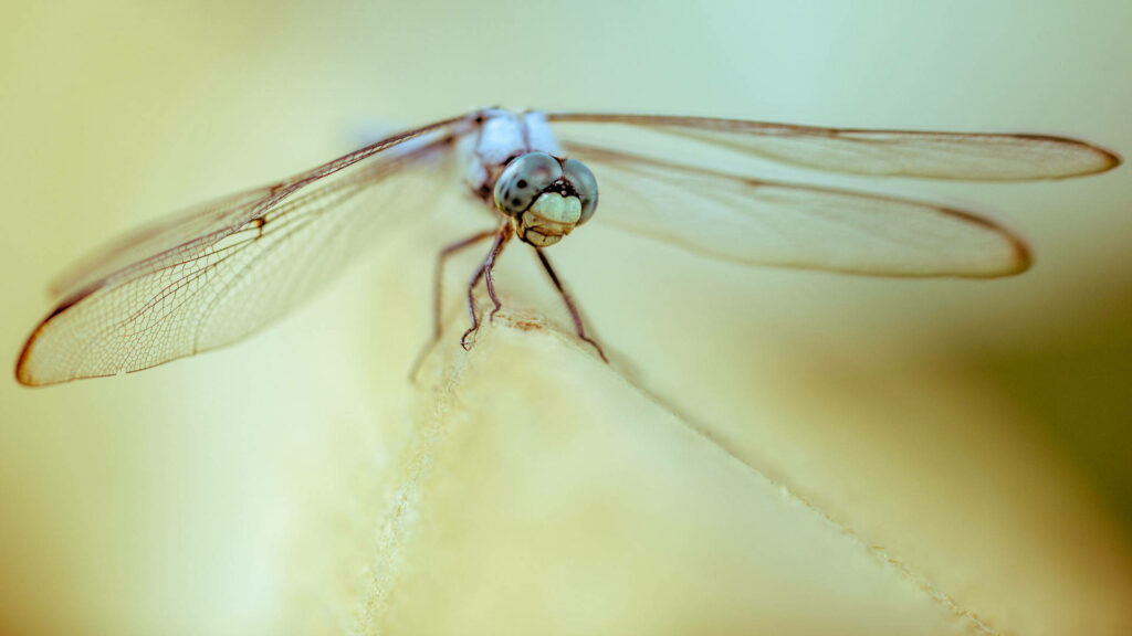 Stunning White-Legged Dragonfly Wallpaper: Close-Up with Translucent Wings