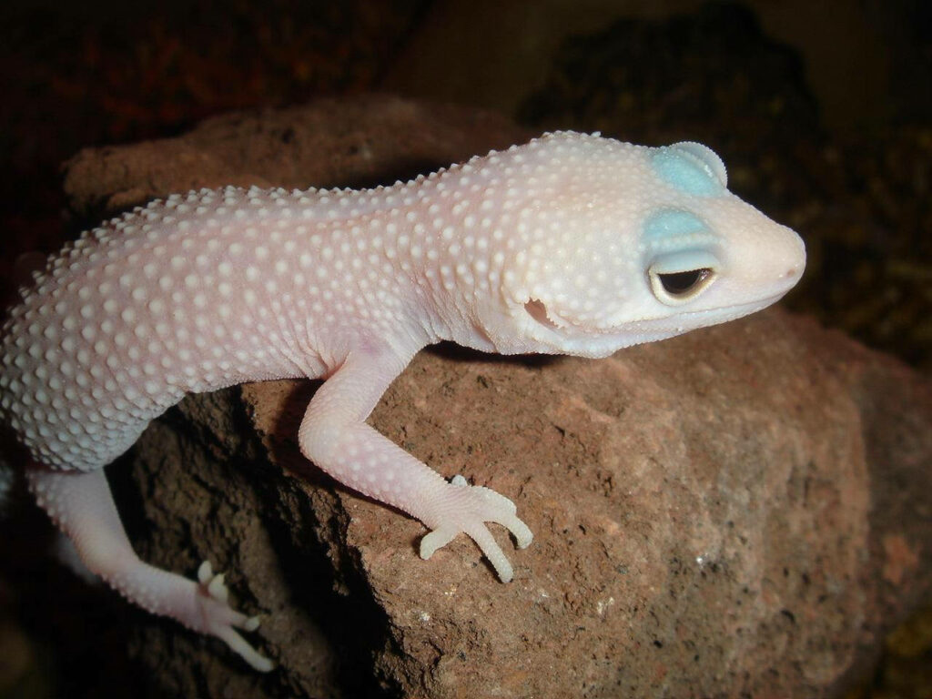 Stunning White Leopard Gecko on Rock: Natural Wallpaper Background