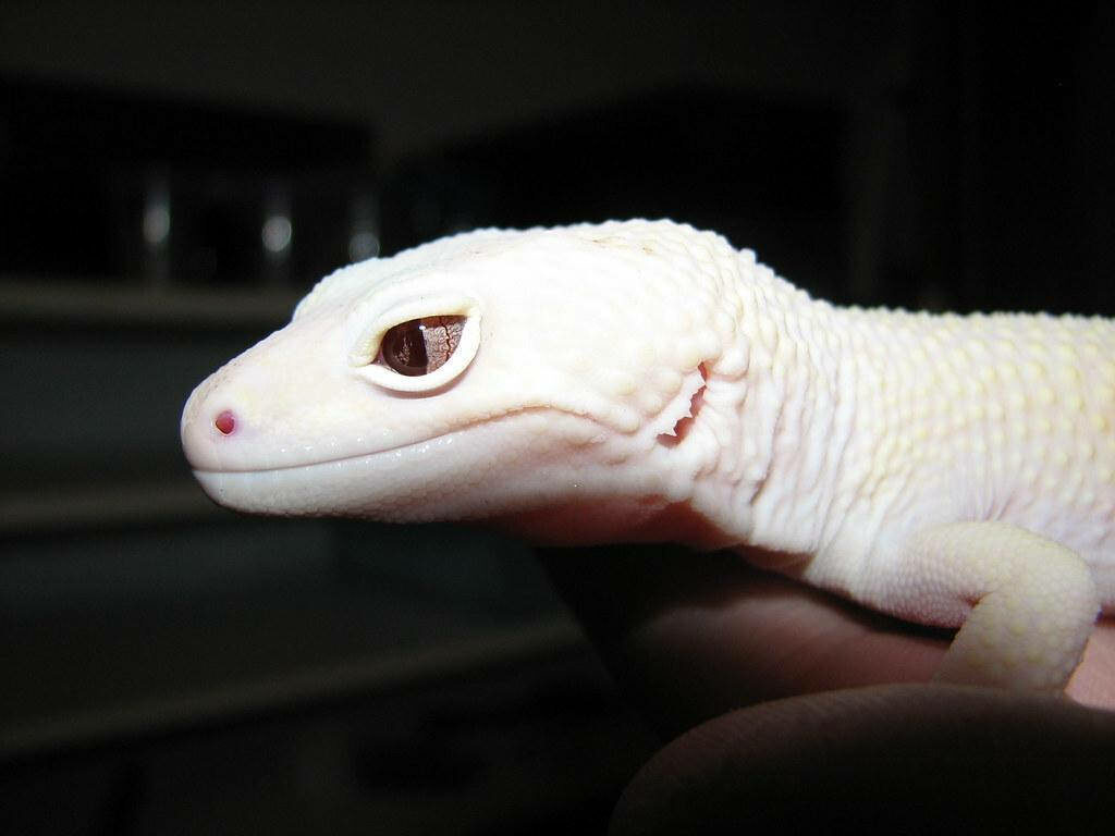 Stunning White Leopard Gecko Wallpaper for Reptile Lovers