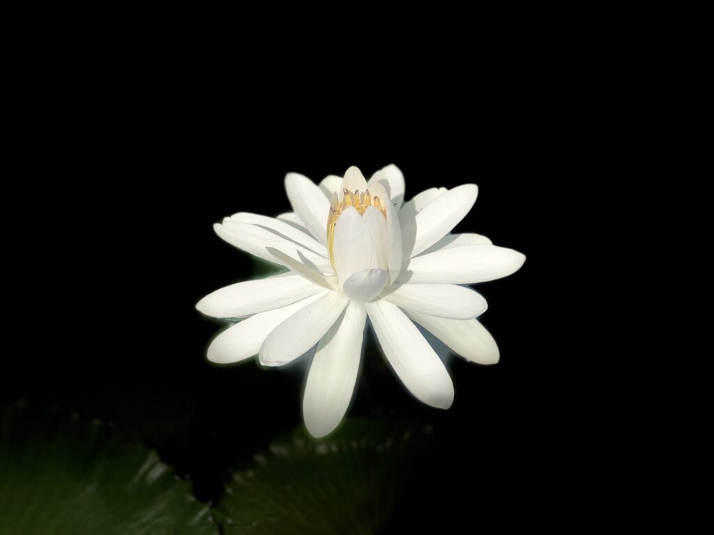 Serene White Lotus Wallpaper - Delicate Bloom Against Dark Background