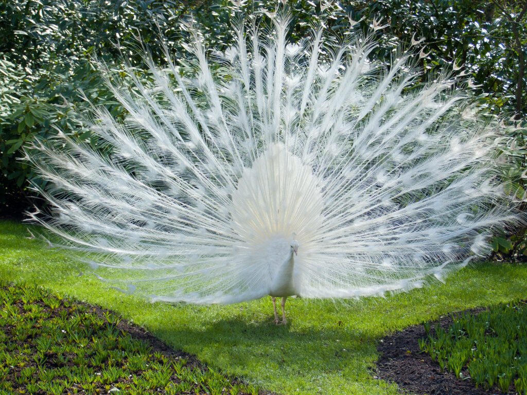 Stunning White Peacock Tail Feathers in Lush Green Garden Background Wallpaper