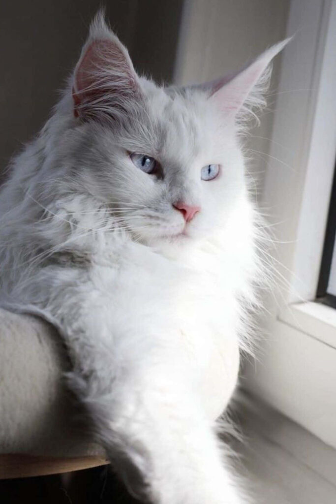 Stunning White Persian Cat Wallpaper - Soft Blue Eyes & Chubby Cheeks