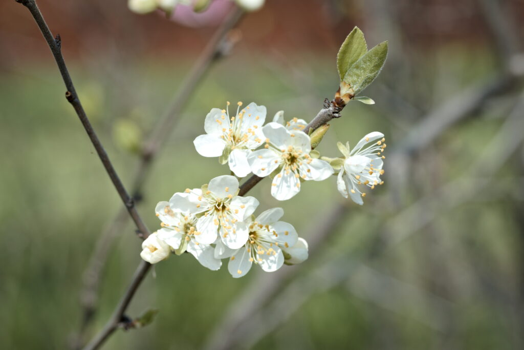 High-Res Wallpaper of Blooming White Plum Flowers in Spring