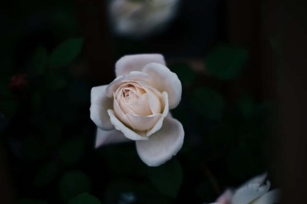 Delicate White Rose in Bloom Against Dark Blurred Background Wallpaper