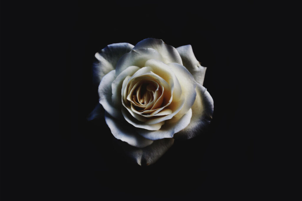 Elegant White Rose Wallpaper on Striking Black Background