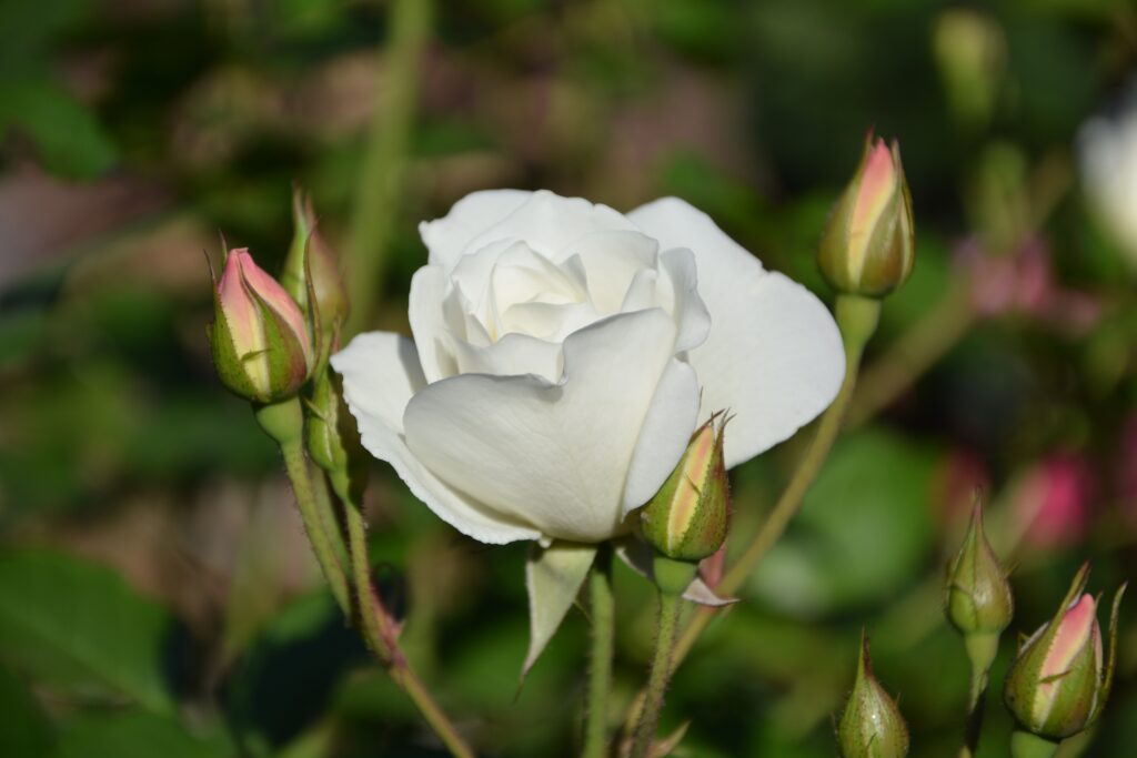Elegant White Rose Bloom with Buds Against Lush Green Background Wallpaper
