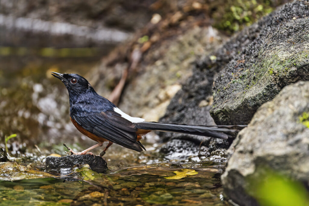 Tranquil Scenic Wallpaper: White-Rumped Shama Thrush by Stream