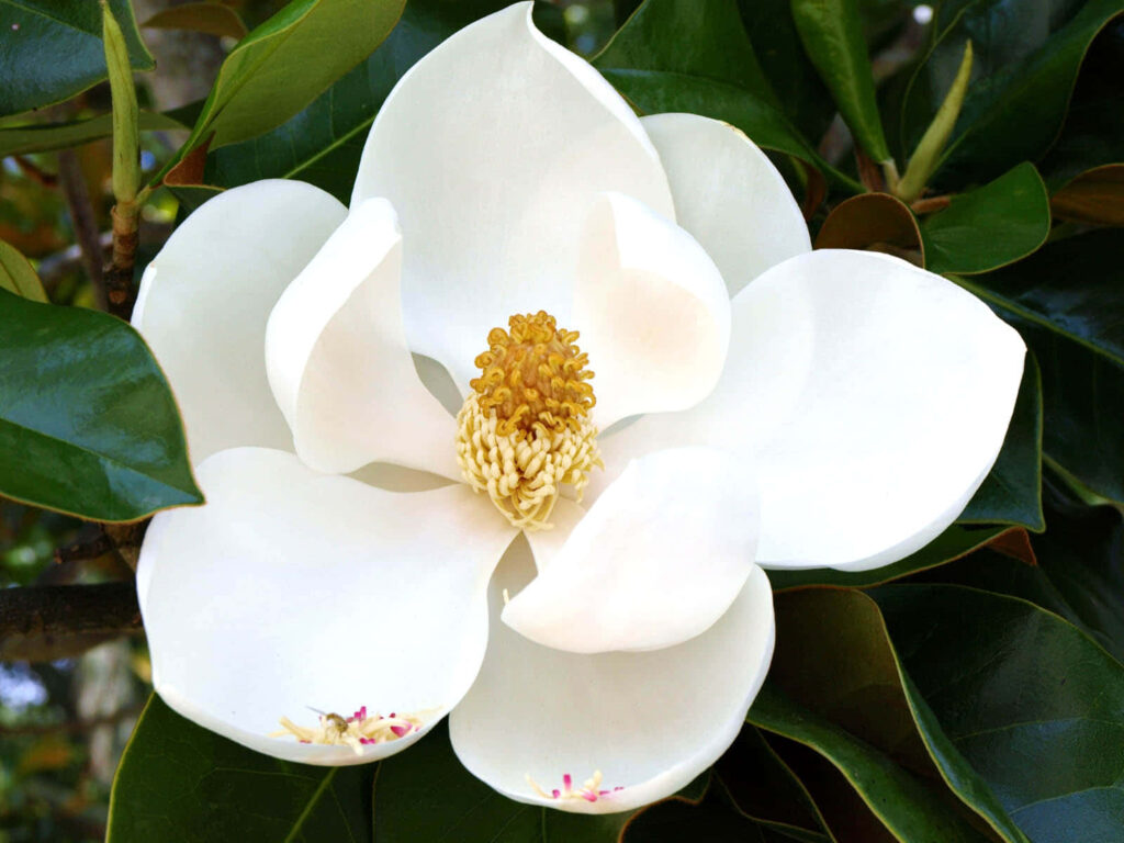 Stunning Southern Magnolia Wallpaper: Elegant White Flower Background