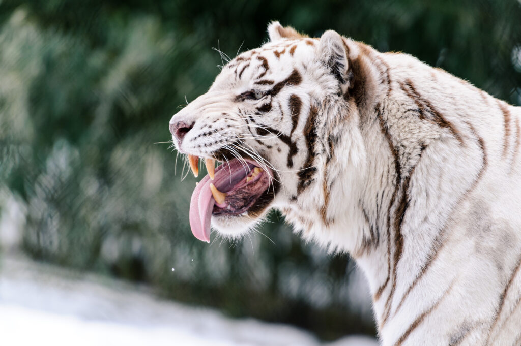 Fierce White Tiger Wallpaper: Playful Predator in Blurred Nature