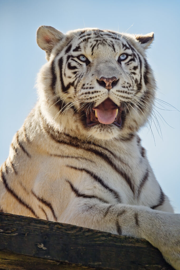 Majestic White Tigress Roaring Against Clear Blue Sky Wallpaper