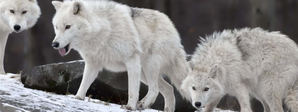 Majestic White Wolves in Snowy Landscape - Panoramic Wallpaper