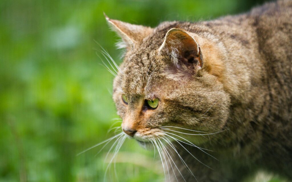 Striking Wild Cat Profile Wallpaper: Intense Gaze & Lush Green Background