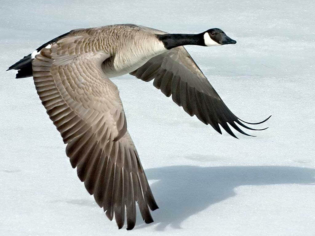 Stunning Wild Goose Close-Up in Mid-Flight – Elegant Wallpaper