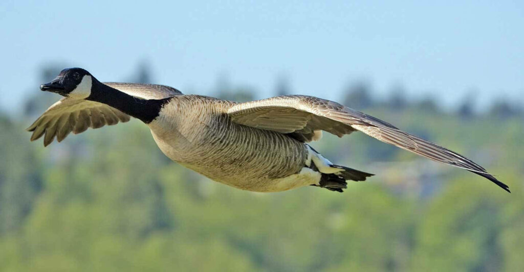 Stunning Wild Goose Wallpaper: Graceful Flight in Clear Blue Sky
