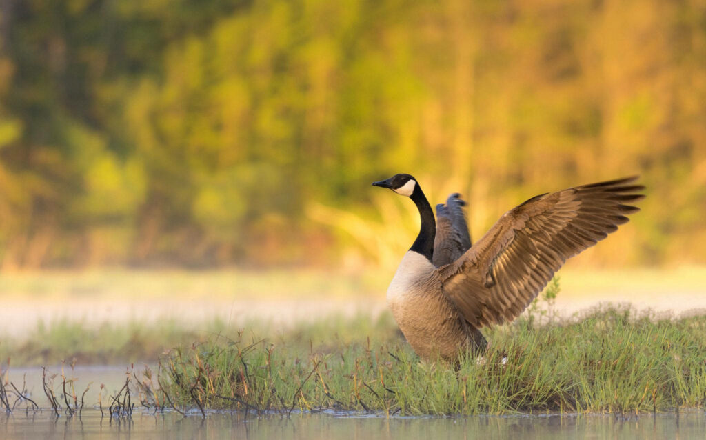 Graceful Goose at Dawn: Serene Nature Wallpaper Background