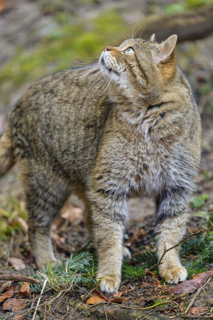 Stunning Wild Tabby Cat in Forest - High-Resolution Wallpaper