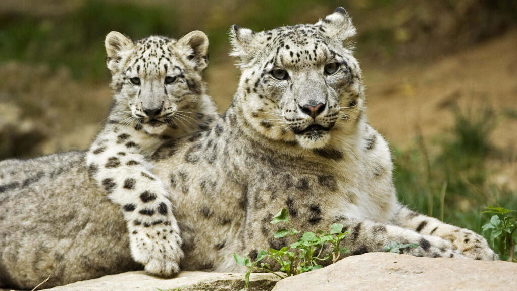 Stunning Snow Leopard and Cub Wallpaper: Breathtaking Wildlife Background