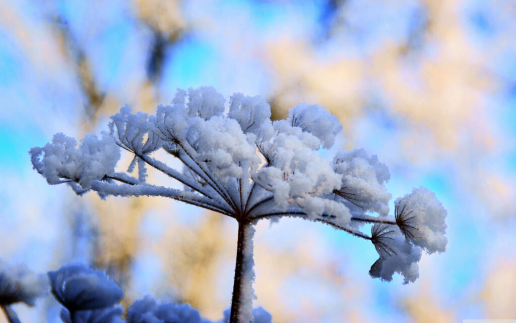 Delicate Frosted Flowers Contrast Winter Snowy Background Wallpaper