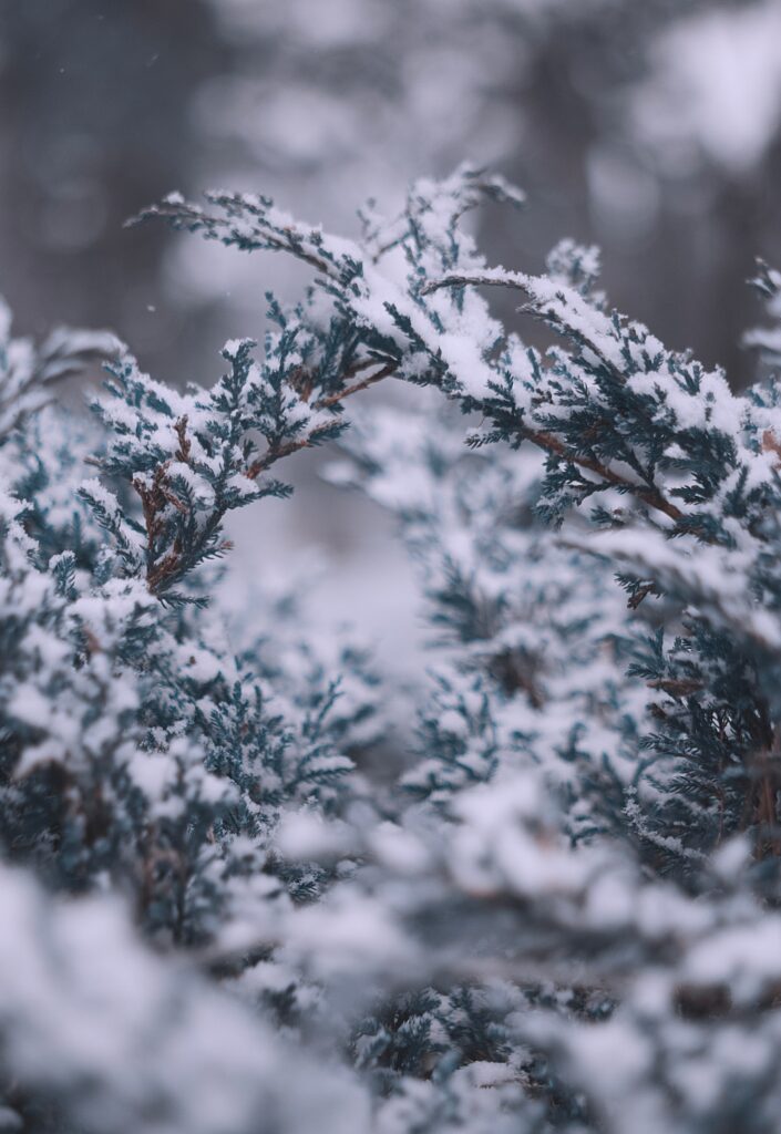 Winter Wallpaper: Close-Up of Snow-Covered Branches & Intricate Details