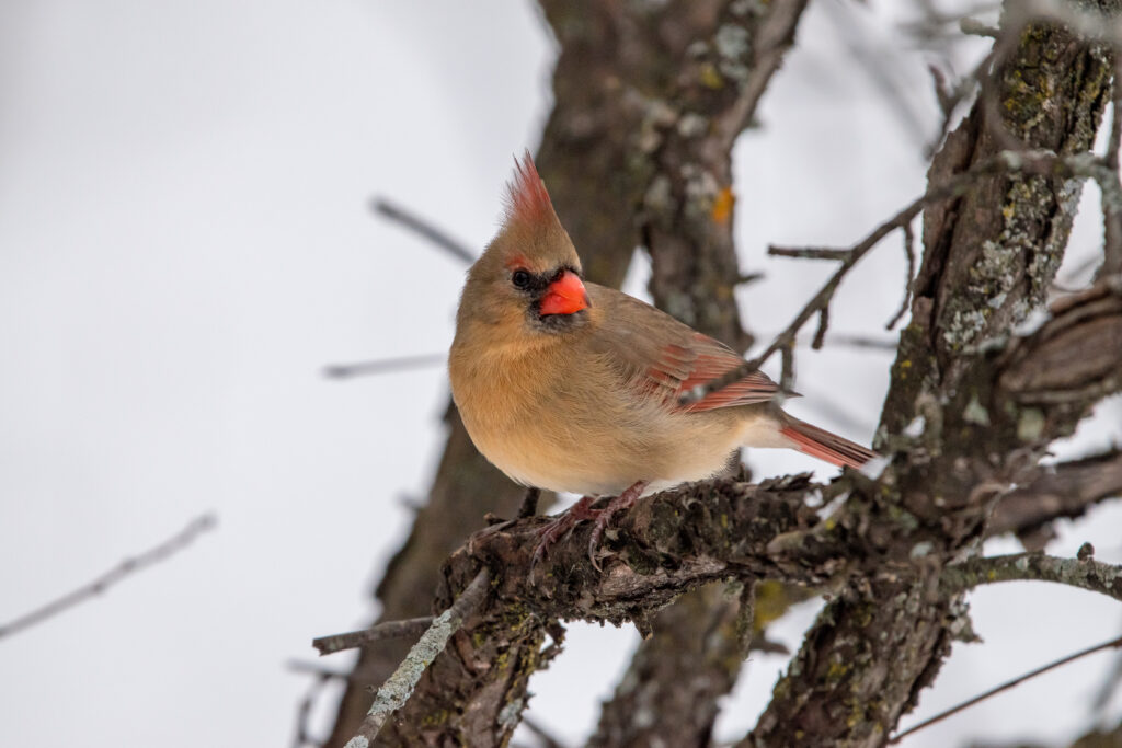 Stunning Red Cardinal Wallpaper: Vibrant Bird in Winter Setting