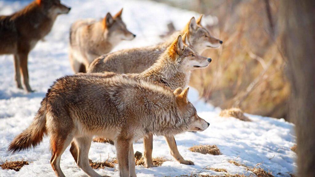 Majestic Wolves in Snowy Wilderness - 1920x1080 Wallpaper
