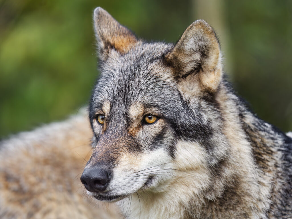 Intense Close-Up: High-Res Wolf Head Wallpaper with Fur Details