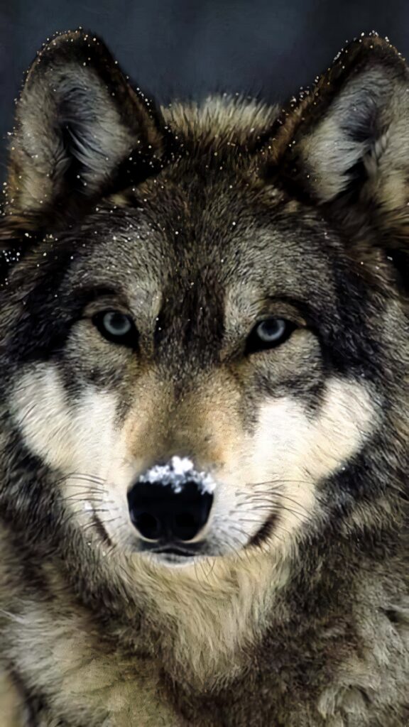 Close-Up Wolf Wallpaper: Intense Gaze & Snowy Fur Texture Background